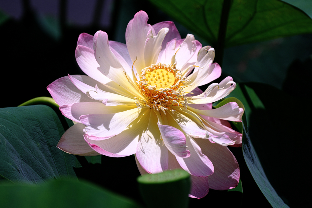 水辺公園蓮の花＃６