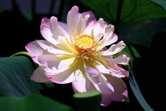 水辺公園蓮の花#6