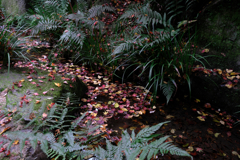 秋深し丈山苑も秋本番#2