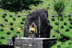 見頃を迎えた可睡ユリの園＃７