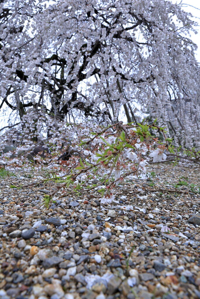 ちょうど見頃の枝垂れ桜＃４