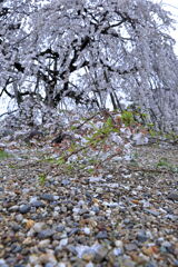 ちょうど見頃の枝垂れ桜＃４