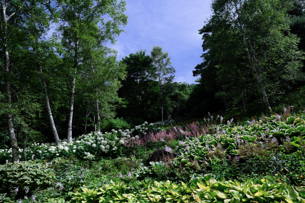 富士見高原・花の里＃１