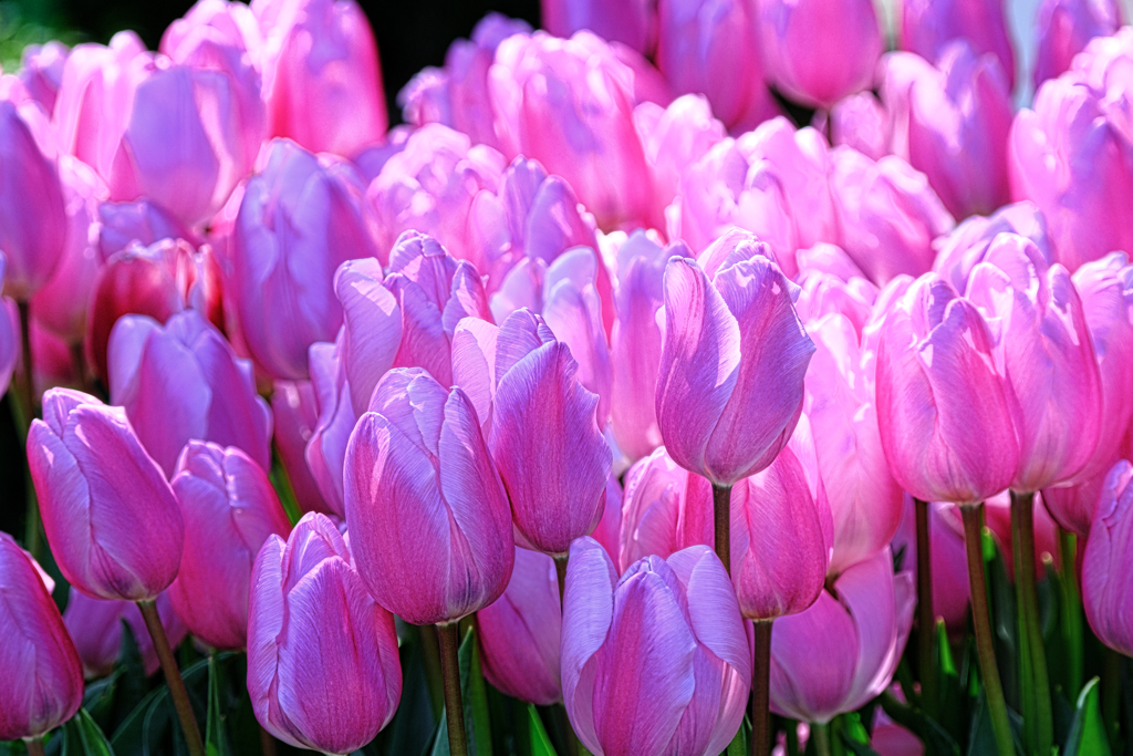 なばなの里チューリップ＃４