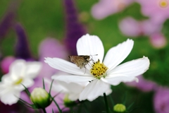 秋が深まりコスモスたちが見頃＃８