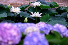 本證寺のハスの花#6