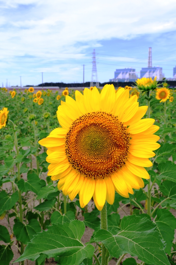 市内のヒマワリ畑ロケハン＃４