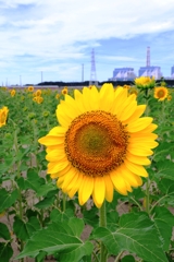 市内のヒマワリ畑ロケハン#4