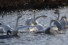 白鳥たちの威嚇