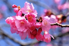 咲き始めた寒緋桜とメジロちゃん#3