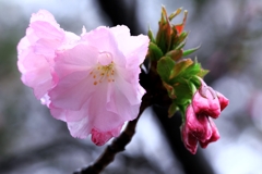 雨降りの雫狙いサクラ撮影＃１０