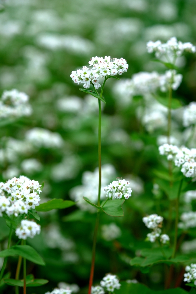季節外れの早咲きソバの花＃５