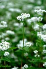 季節外れの早咲きソバの花＃５