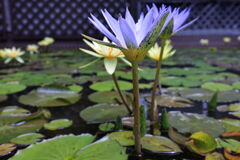 スイレンと温室内の花たち＃４
