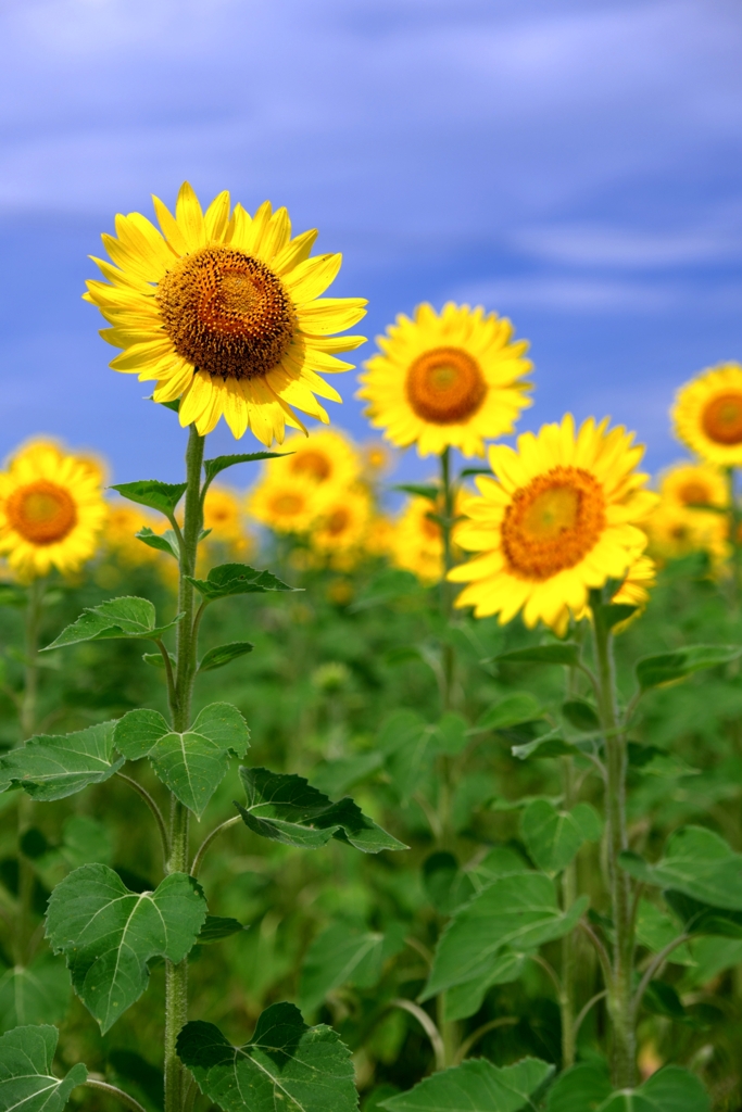 市内のヒマワリ畑ロケハン＃７