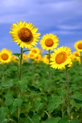 市内のヒマワリ畑ロケハン#7