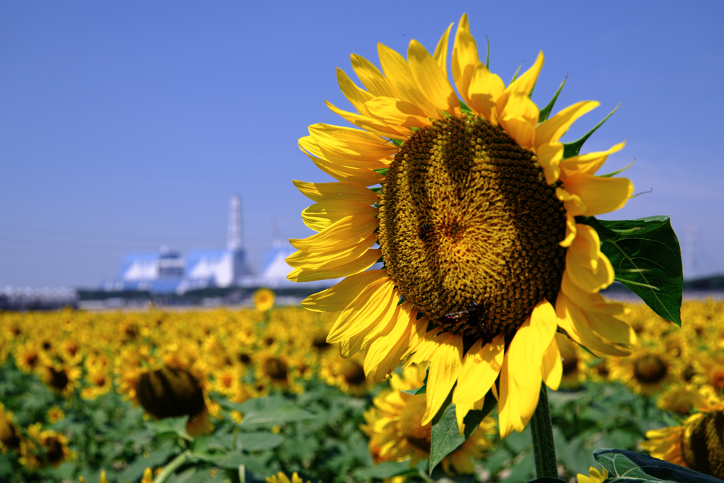 青空の下でヒマワリが見頃＃３