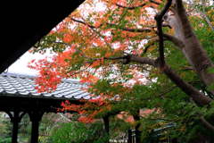 秋深し丈山苑も秋本番#7