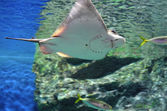 水族館魚たちの撮影＃１