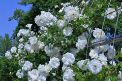 ミササガパーク薔薇が見頃＃７
