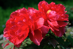 見頃を迎えた牡丹の花#3