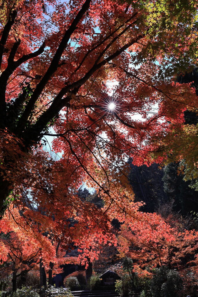 見頃を迎えた松平郷の紅葉＃５