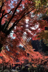 見頃を迎えた松平郷の紅葉＃５