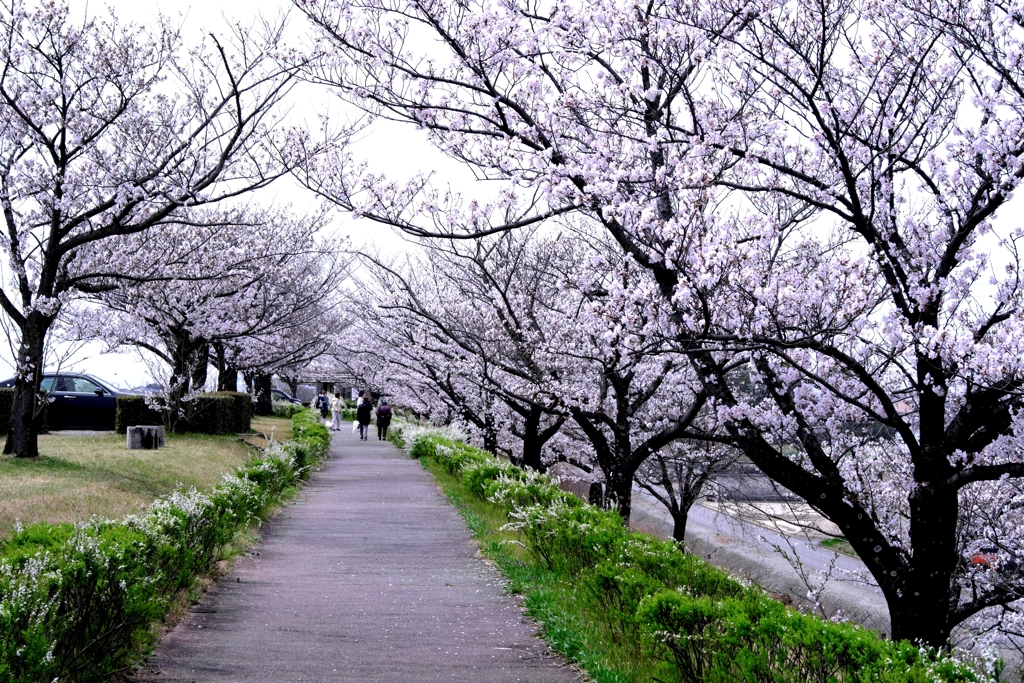 近場で効率良く2ヶ所でサクラ撮影＃６