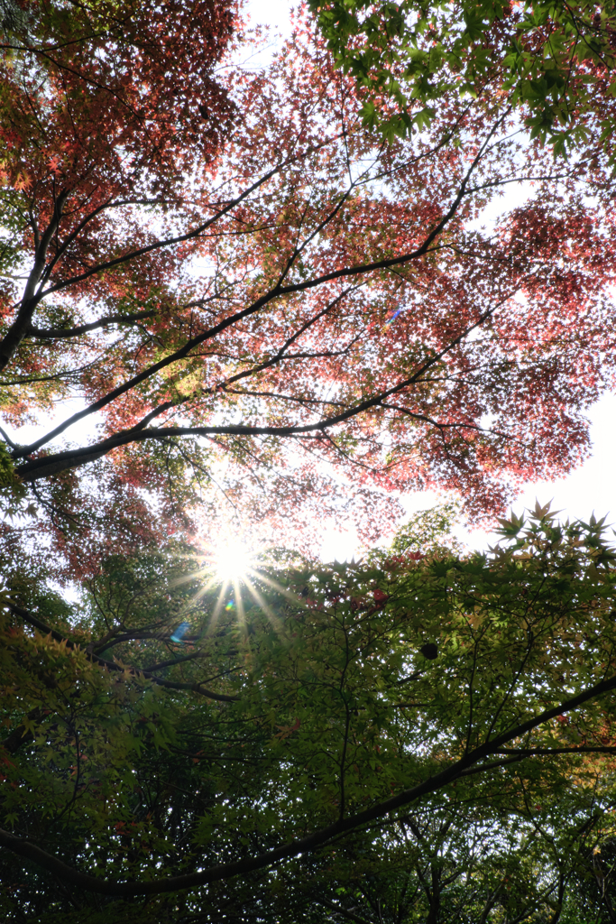 博物館・明治村場内の紅葉＃４