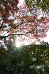 博物館・明治村場内の紅葉＃４