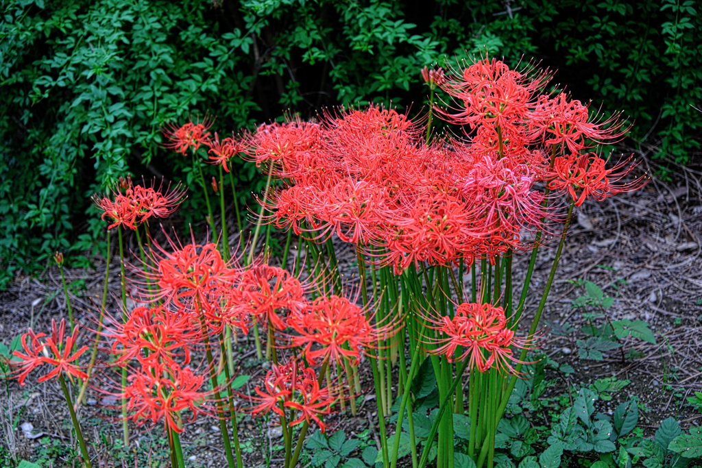 秋景色JERAパークの花たち＃９