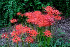 秋景色JERAパークの花たち＃９