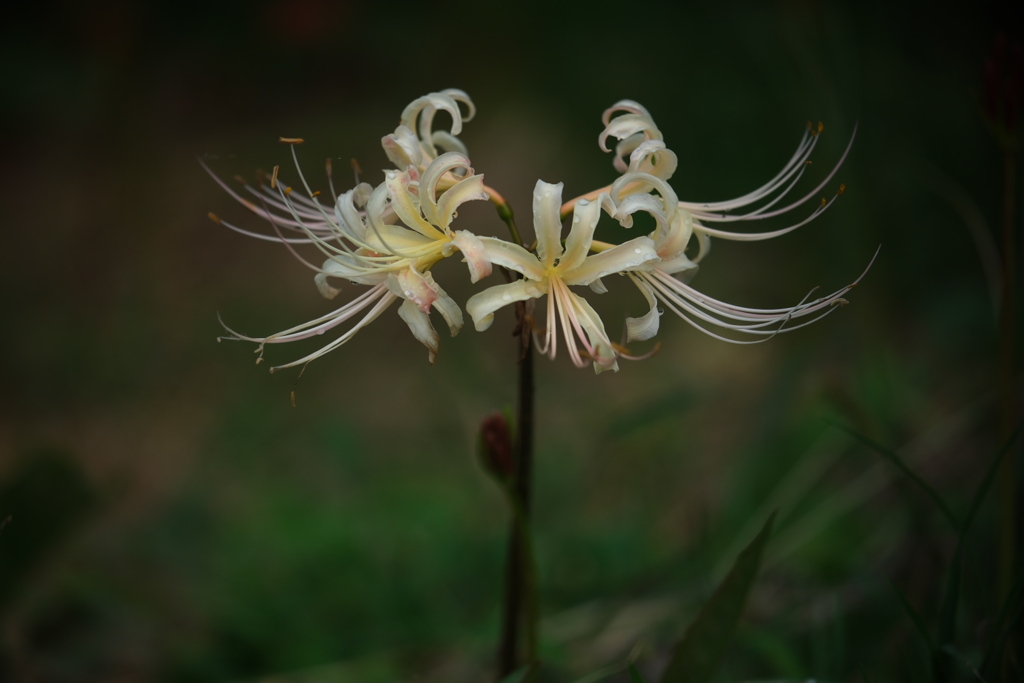 紅い彼岸花が咲き始めて＃６