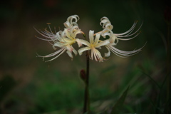 紅い彼岸花が咲き始めて＃６