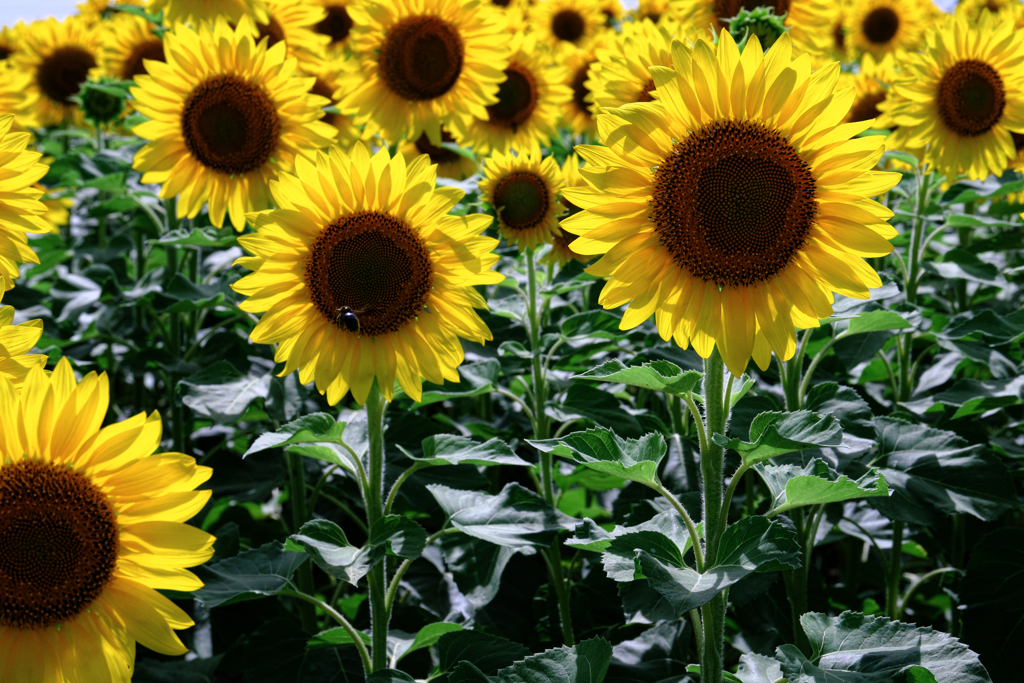 早咲きの向日葵が満開＃９