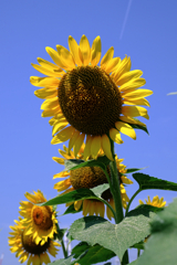 青空の下でヒマワリが見頃＃２