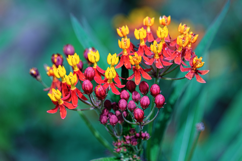 久し振りのヒーリングガーデン＃７