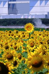 青空の下でヒマワリが見頃＃４