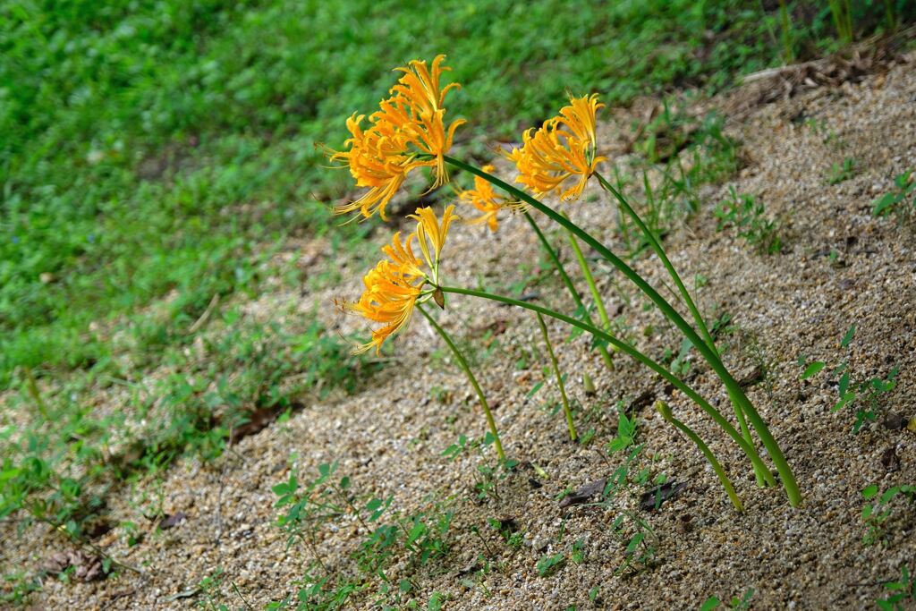 今年も咲き始めたリコリスの花＃１０