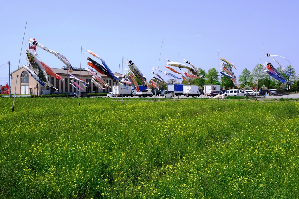 依佐美の鉄塔と鯉のぼり＃４