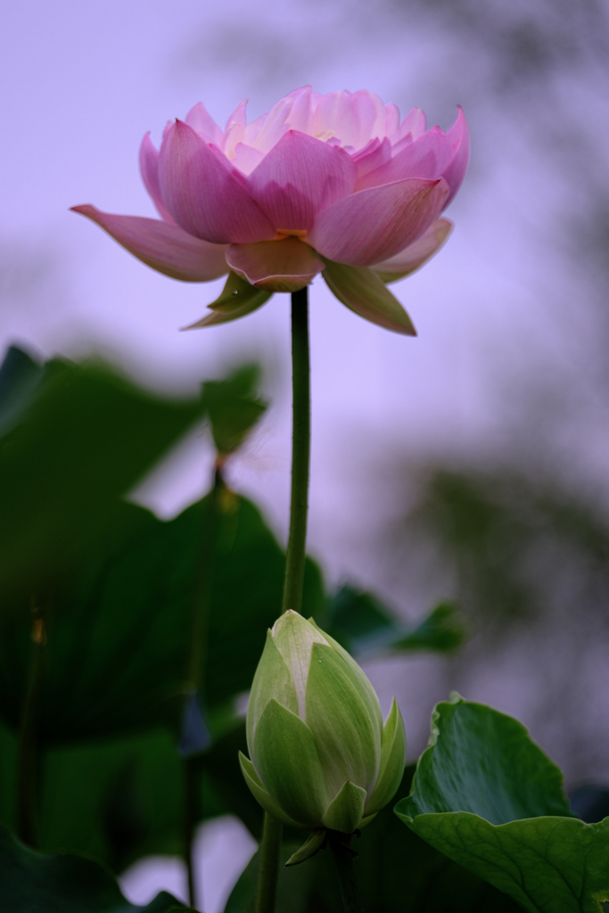 この時期魅力的なハスの花＃９