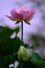 この時期魅力的なハスの花#9