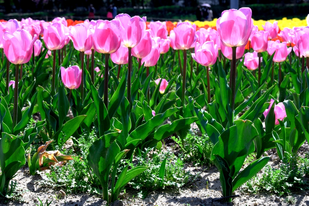 早咲きのチューリップがキレイ～＃２