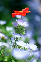 ネモフィラがもう～見頃＃７