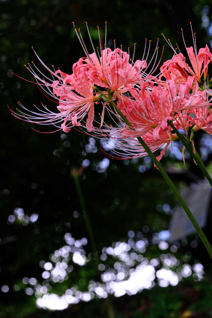 咲き初めはピンクから＃７