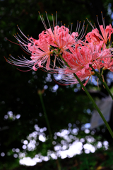 咲き初めはピンクから#7