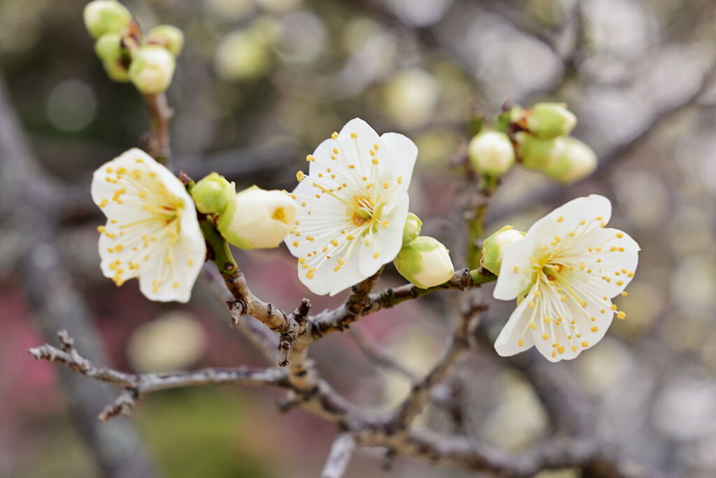 やっと咲き始めた梅の花＃７