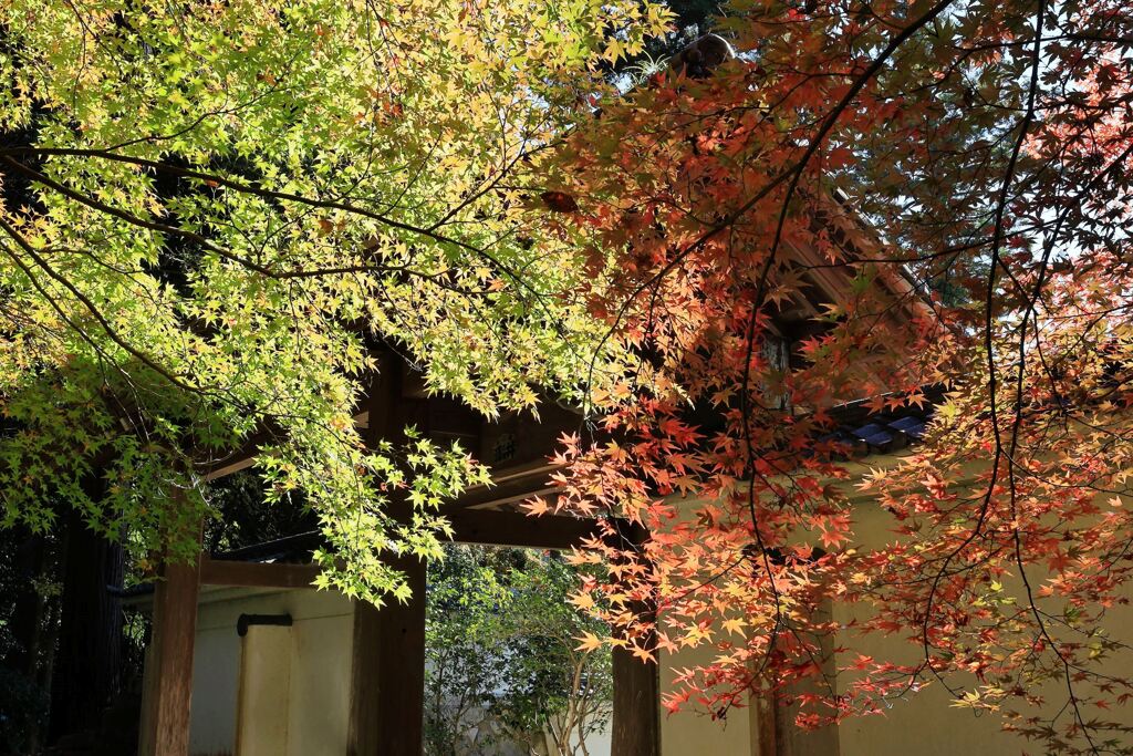 瀬戸市・雲興寺の紅葉＃４