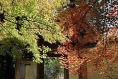 瀬戸市・雲興寺の紅葉#4