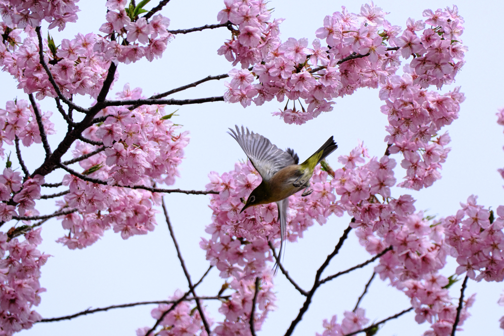河津桜とメジロちゃん＃１